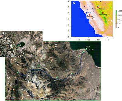 An Improved Method for Extracting, Sorting, and AMS Dating of Pollen Concentrates From Lake Sediment
